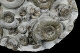 Fossil Ammonite (Psiloceras) Cluster - Holderness Coast, England #176342-1